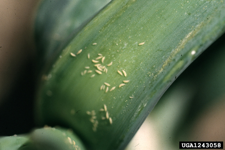 Close-up of a green plant stem infested with small, pale yellow twospotted spider mites clustered on the surface.