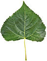 Green poplar leaf isolated on white background