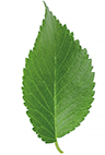Green asymmetrical elm leaf isolated on white background