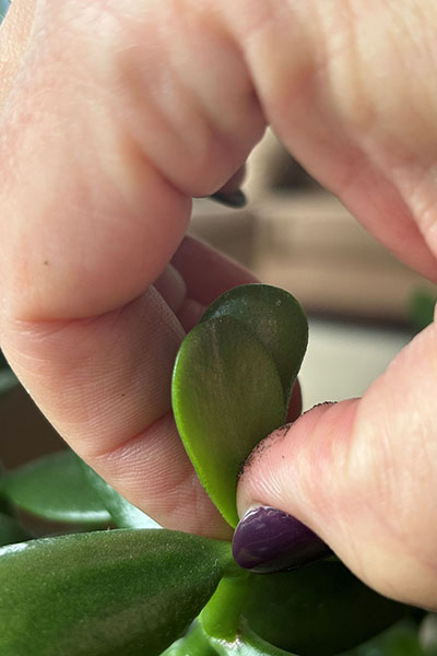 Someone pinches a jade leaf at its base.