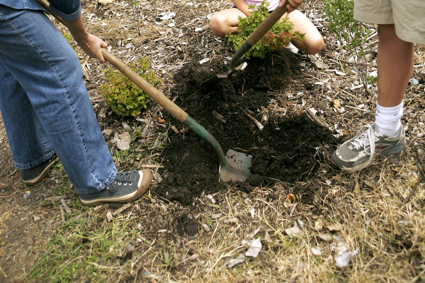 Three people are digging a hole in the ground with shovels in a garden area covered in mulch.