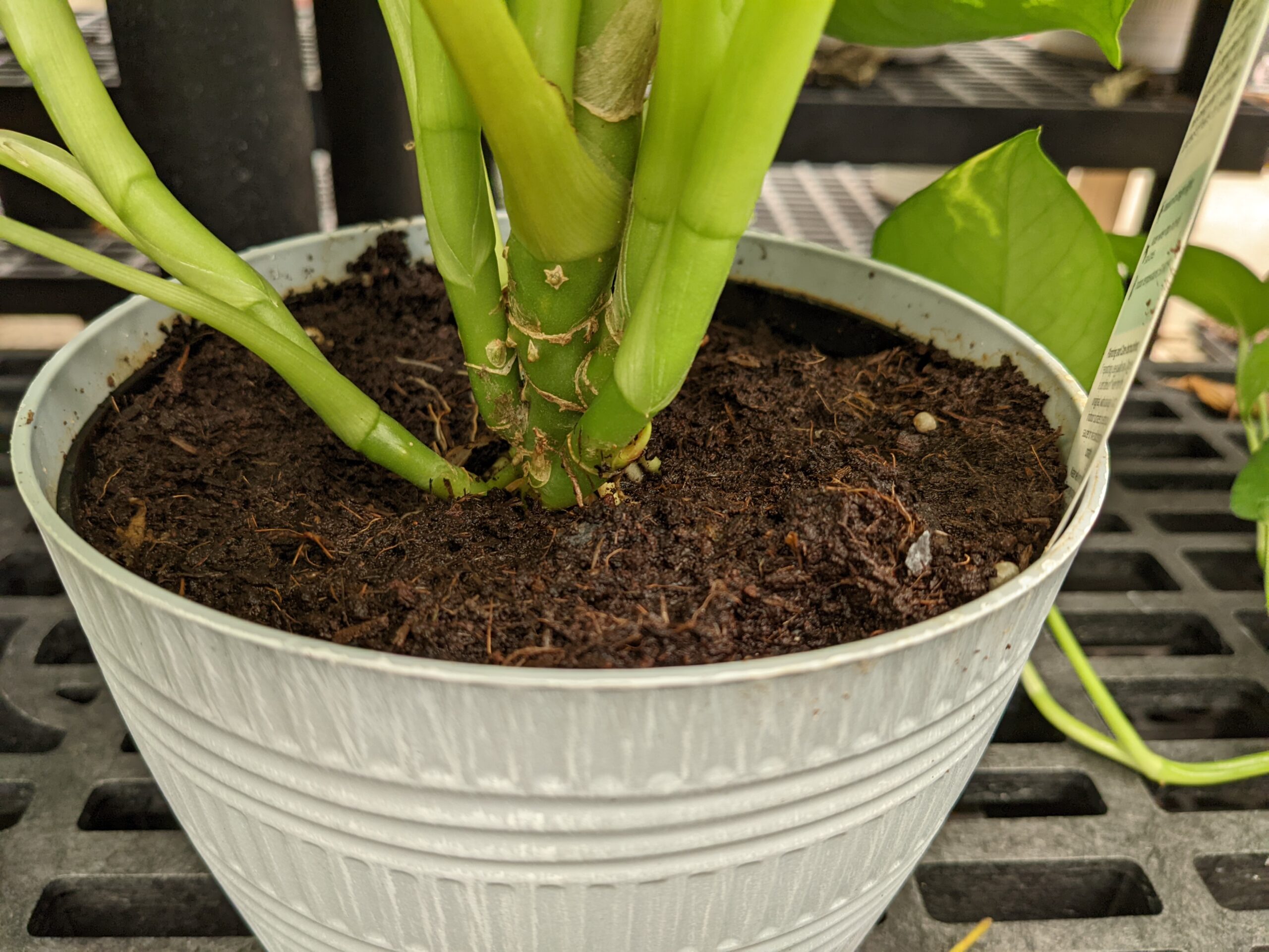 Close-up of clean potting soil surface of a potted plant.