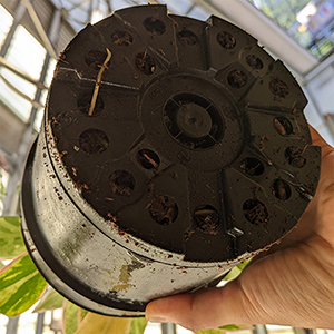 Bottom of a plastic plant pot held up to show roots emerging through one of the drainage holes, indicating the plant has outgrown its container.