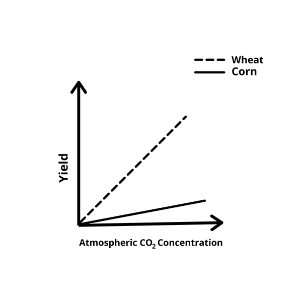 Graph showing wheat yields rising faster than corn yields as atmospheric CO2 increases.