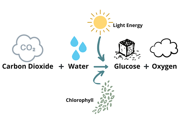 Diagram showing photosynthesis converting carbon dioxide and water into glucose and oxygen using light energy.