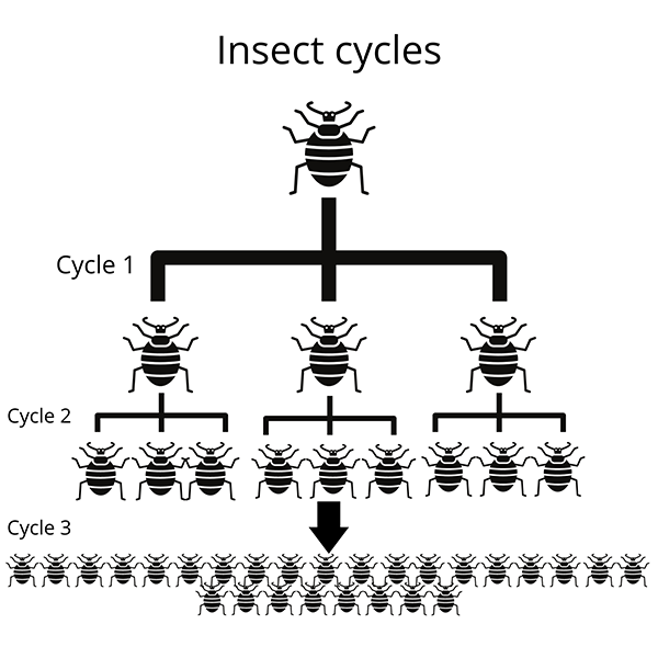 Diagram showing exponential insect population growth across three reproductive cycles.