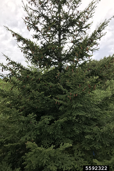 Douglas-fir tree with green needles and brown cones.