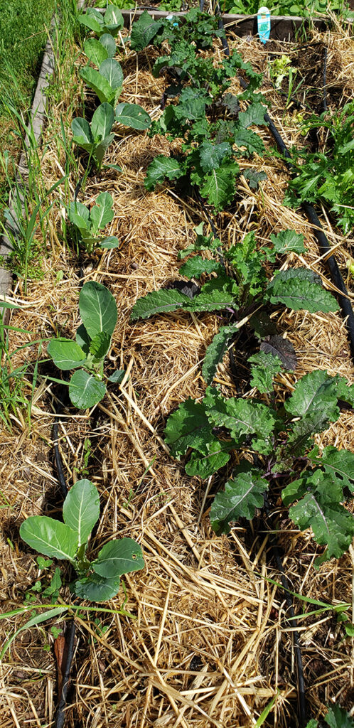Vegetable garden bed with straw mulch around plants to retain soil moisture.