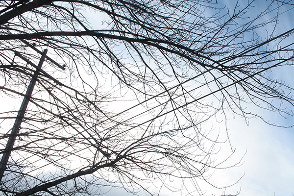 Tree branches growing close to overhead utility lines against the sky.