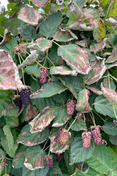 Blackberry plant with scorched leaves and damaged fruit from heat stress.
