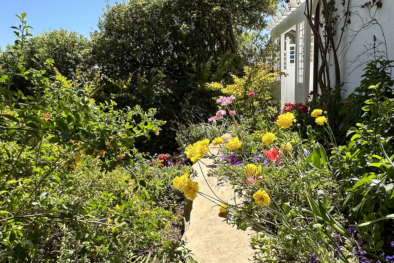 A sunlit garden path lined with colorful flowers and native plants beside a white house, demonstrating a sustainable home landscape that supports biodiversity and efficient water use.