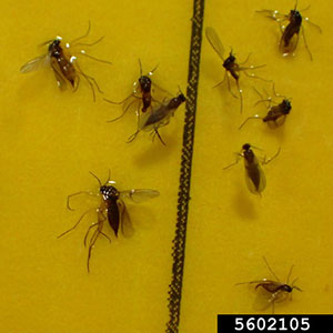 Several small, dark fungus gnats stuck to a yellow sticky trap, used to monitor insects whose larvae can damage plant roots.