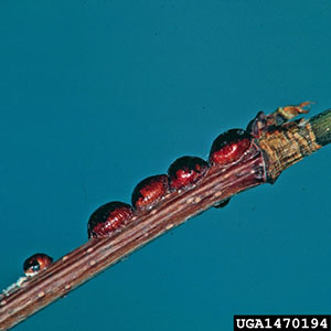 Cluster of small, oval, hard-shelled scale insects attached along a plant stem; some species excrete honeydew that can lead to black sooty mold.