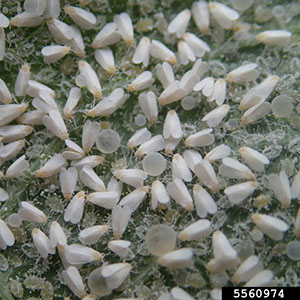 Large cluster of tiny whiteflies covering the underside of a leaf; small, pale insects that flutter when disturbed and whose larvae feed on leaf surfaces, often leaving honeydew.