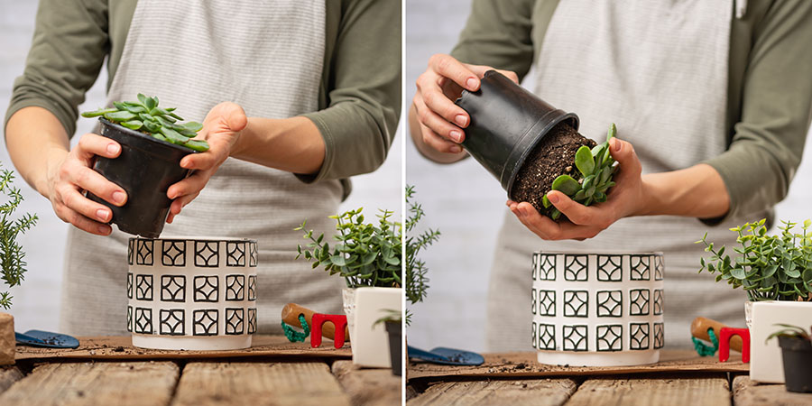 Macro shot view of woman gardener transplanting indoor plant into a ceramic pot.