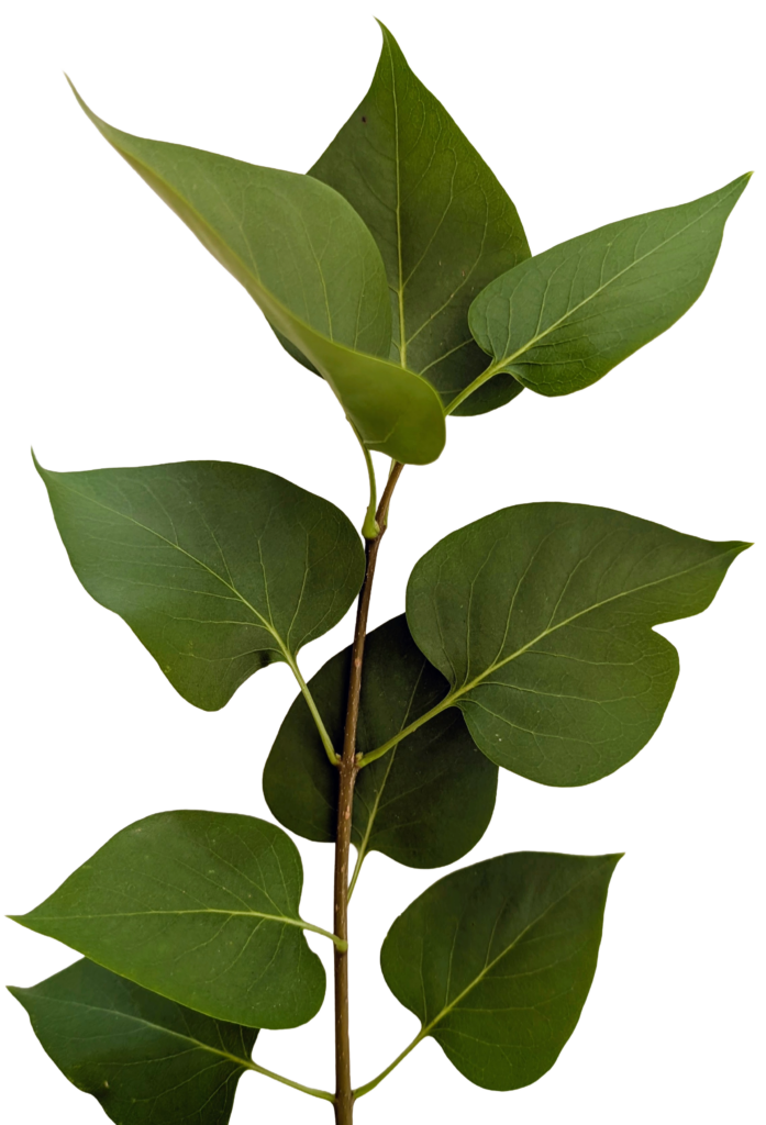 Branch from a lilac bush on white background showing opposite leaf arrangement