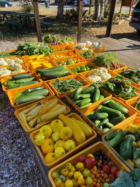 Yellow tubs full of fresh vegetables harvested from Catalyst garden