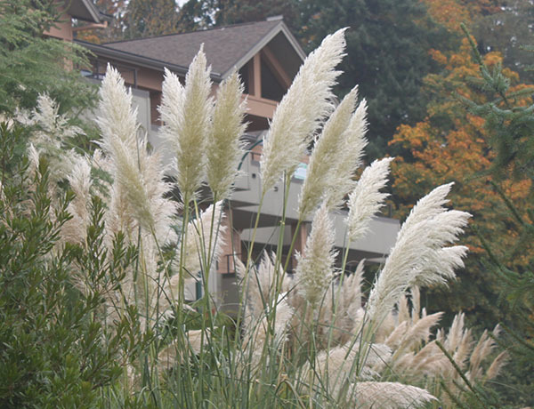 Pampas Grass Weed Alert