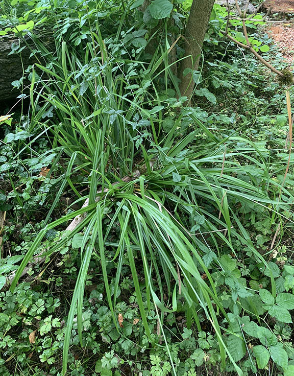 Hanging Sedge plant. 