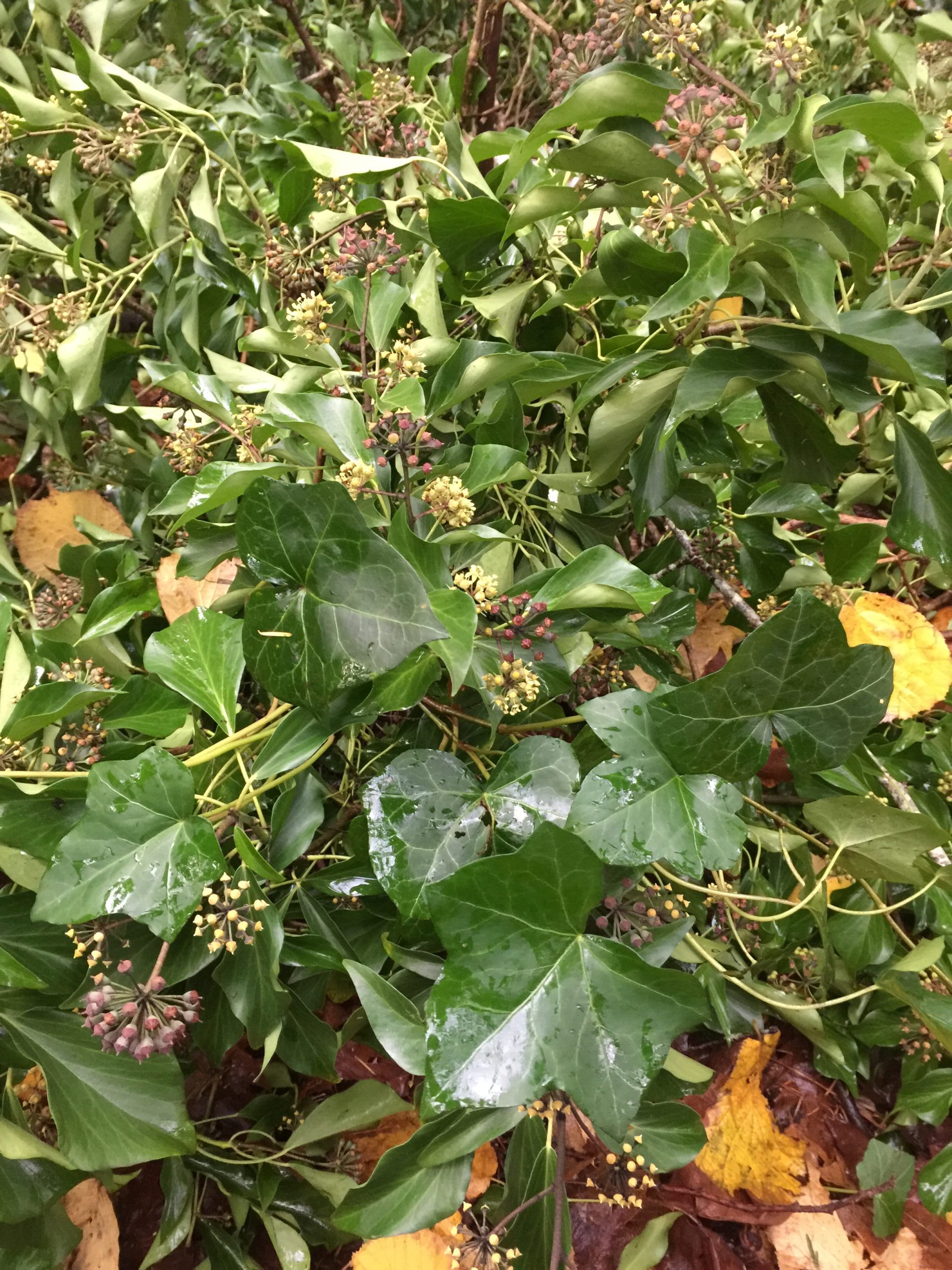 English Ivy Weed Alert