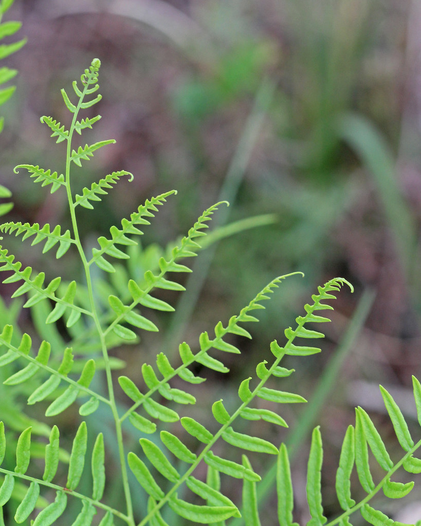 Bracken Fern Weed Alert