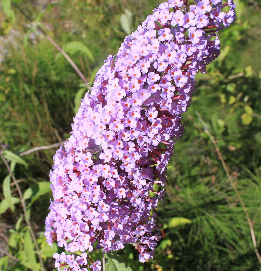 Butterfly Bush Weed Alert