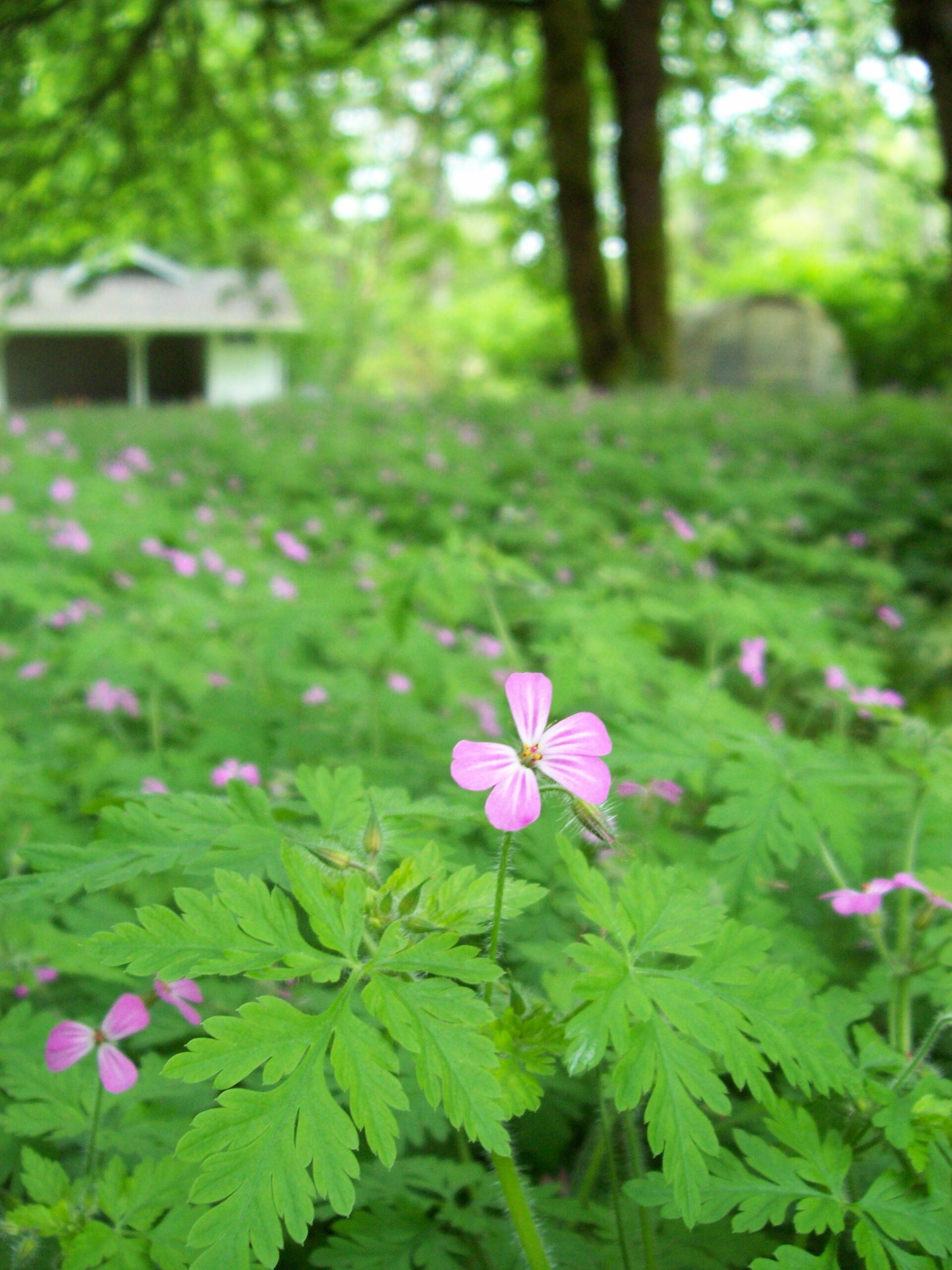 Herb Robert Weed Alert