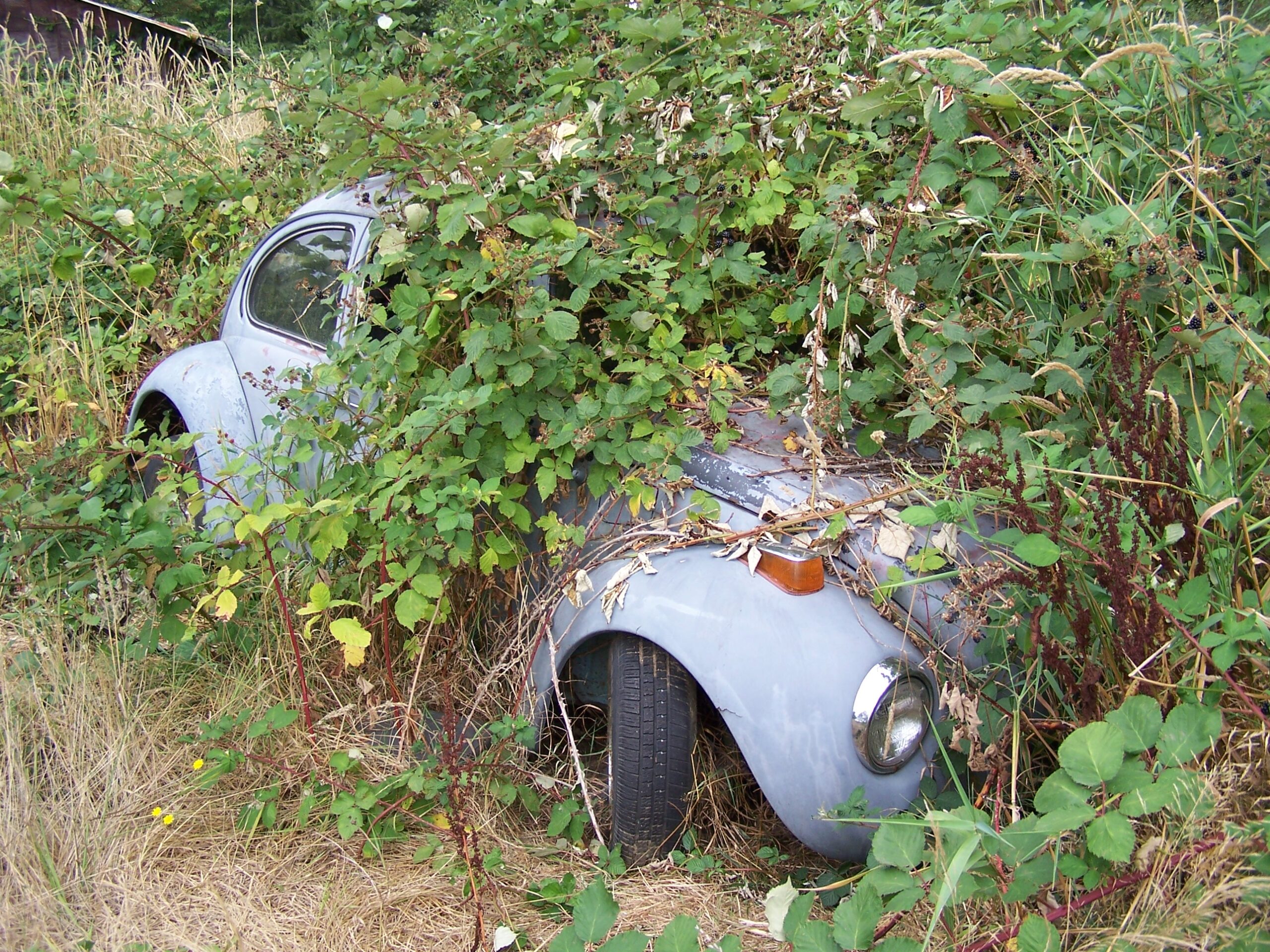 Himalayan Blackberry Weed Alert