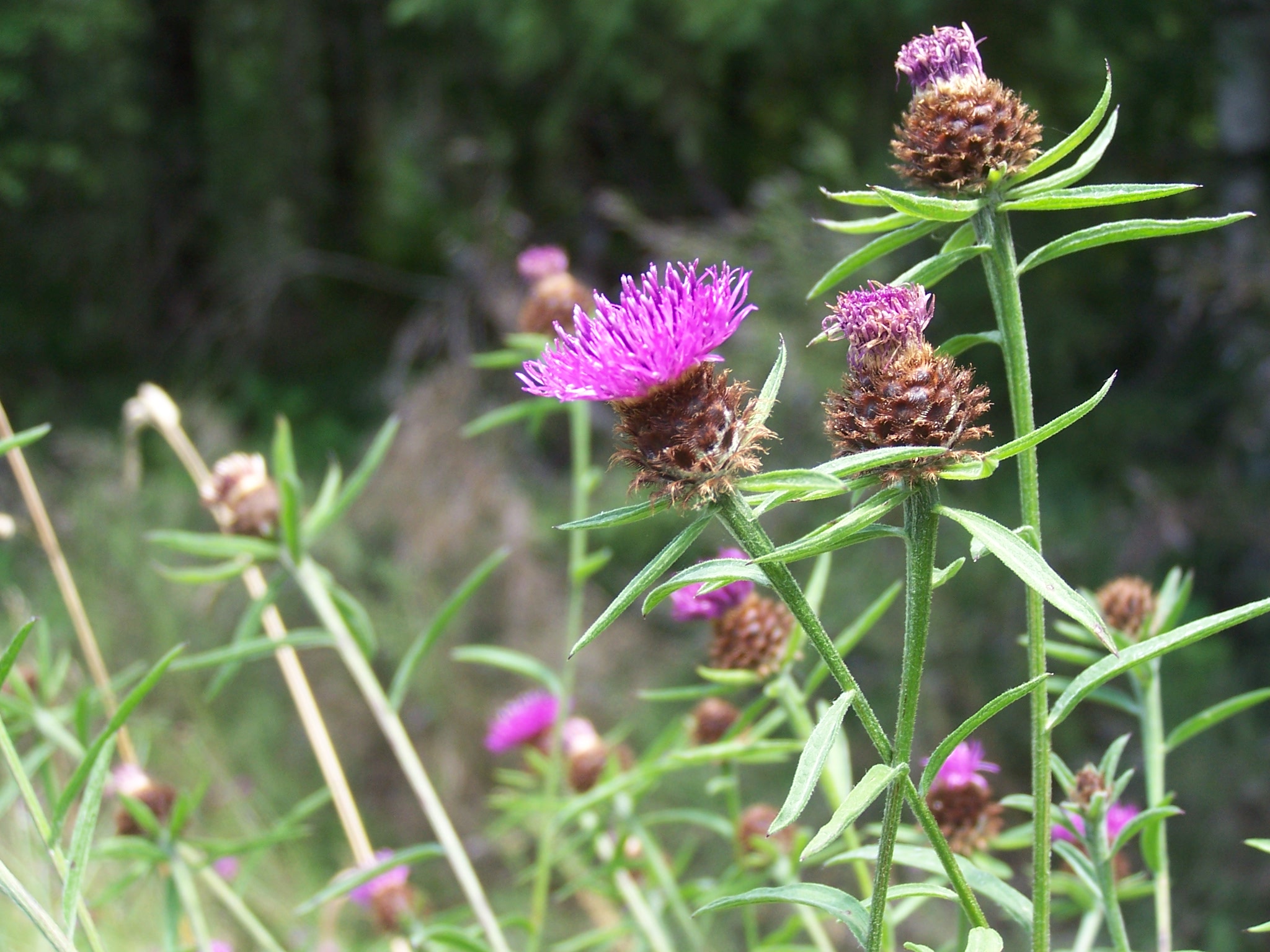 Knapweeds Weed Alert