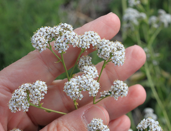 Perennial Pepperweed Weed Alert