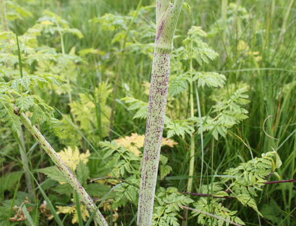 Poison Hemlock Weed Alert