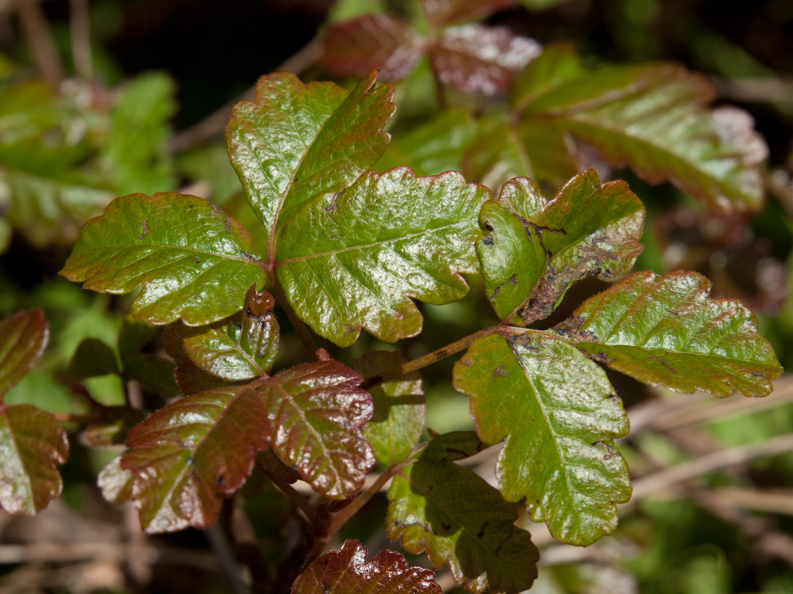 Poison Oak Weed Alert