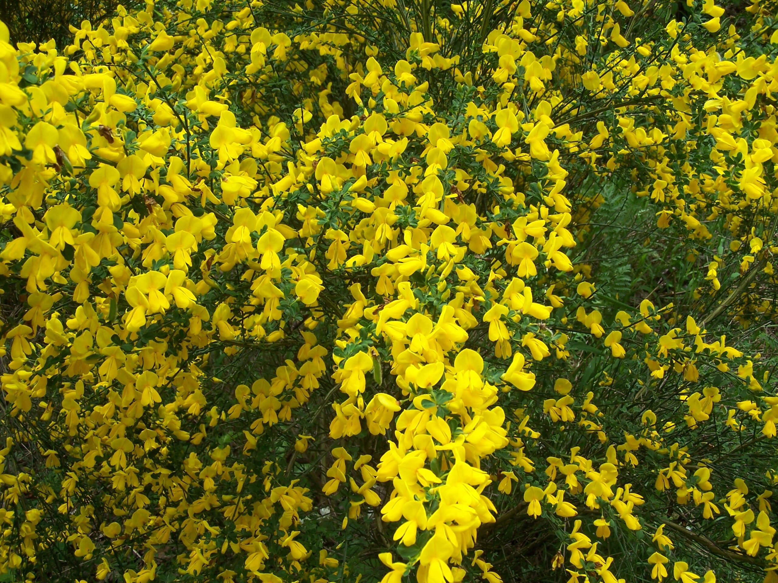 Scotch Broom Weed Alert