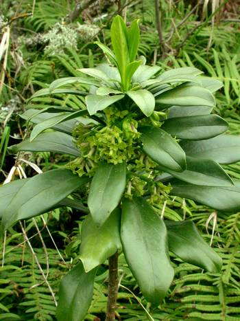 Spurge Laurel Weed Alert