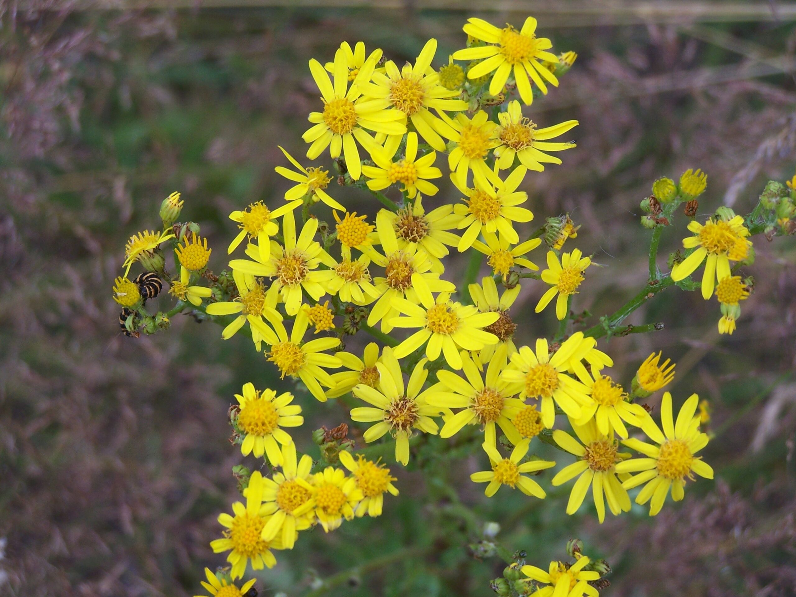 Tansy Ragwort Weed Alert