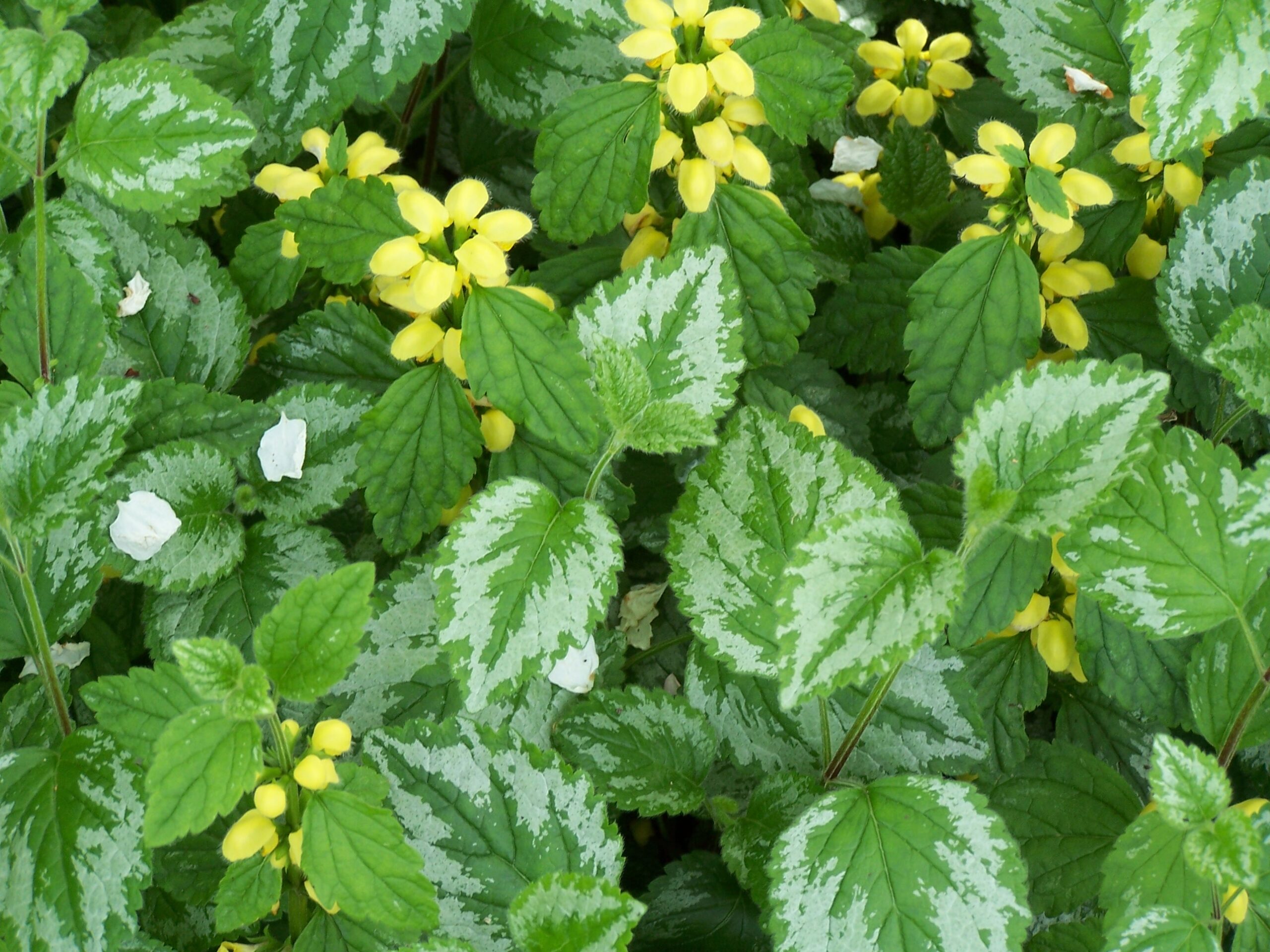 Yellow Archangel Weed Alert
