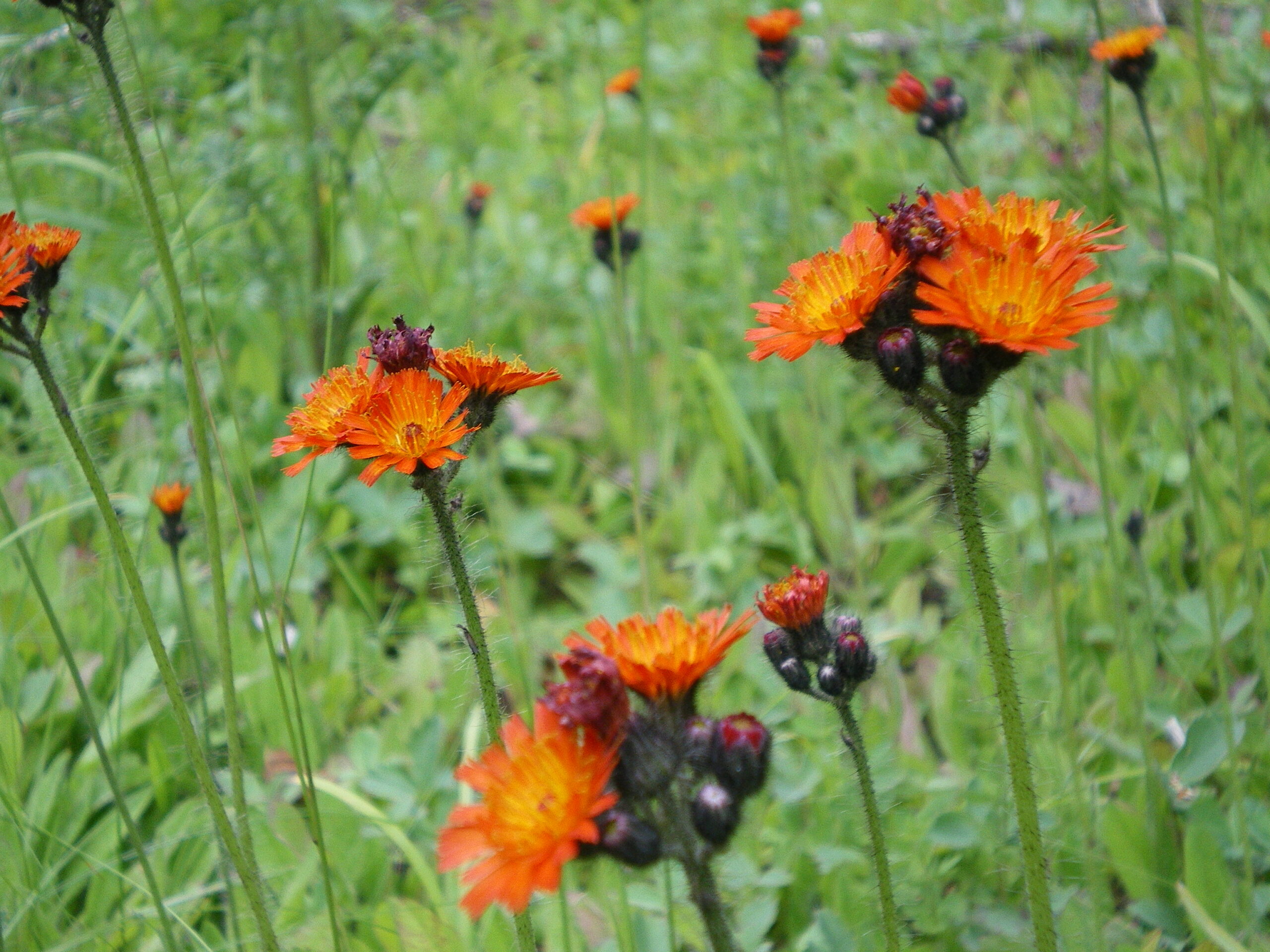 A patch of orange hawkweed found in the Olympic National Forest