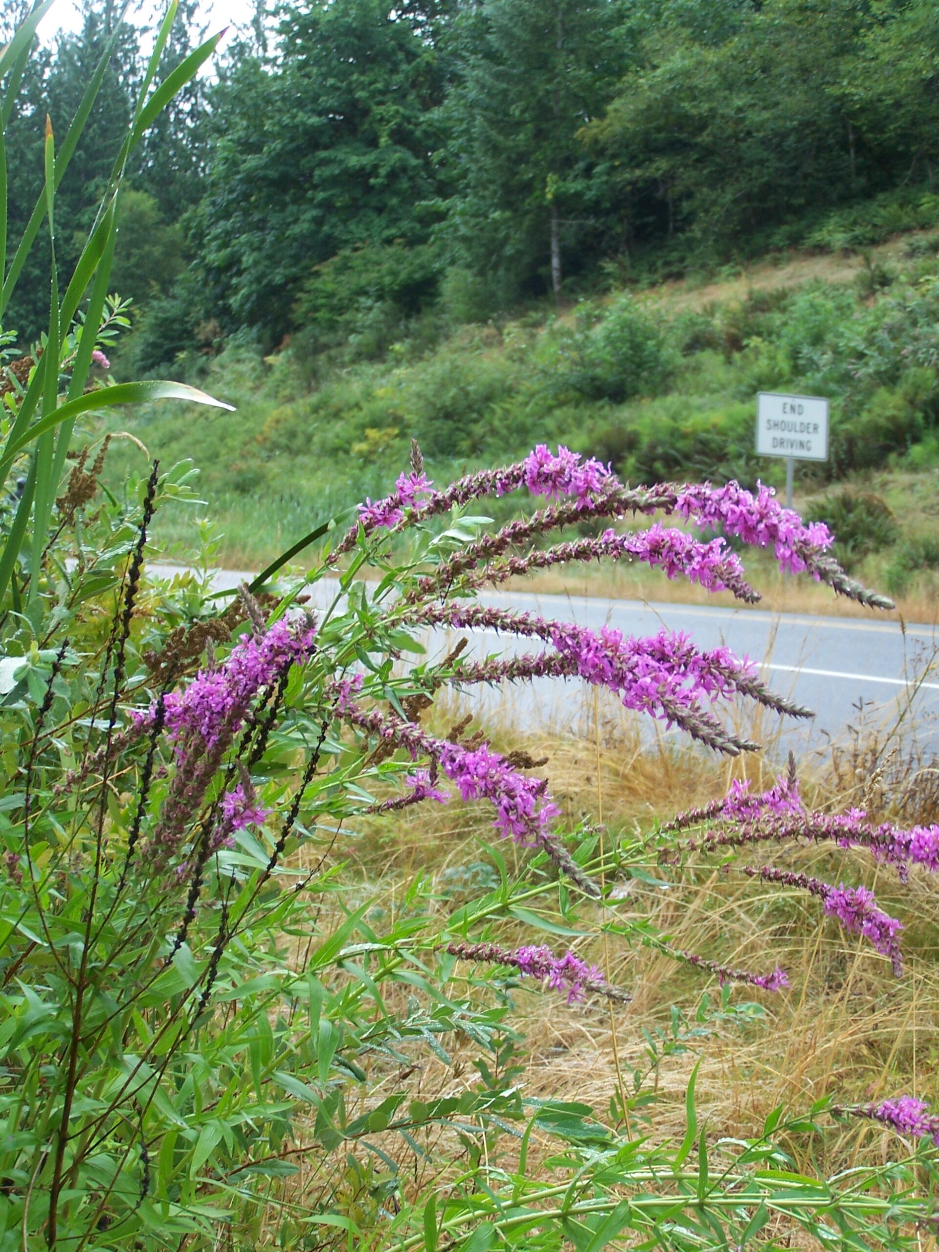 A photo of purple loosestrife along US Highway 101