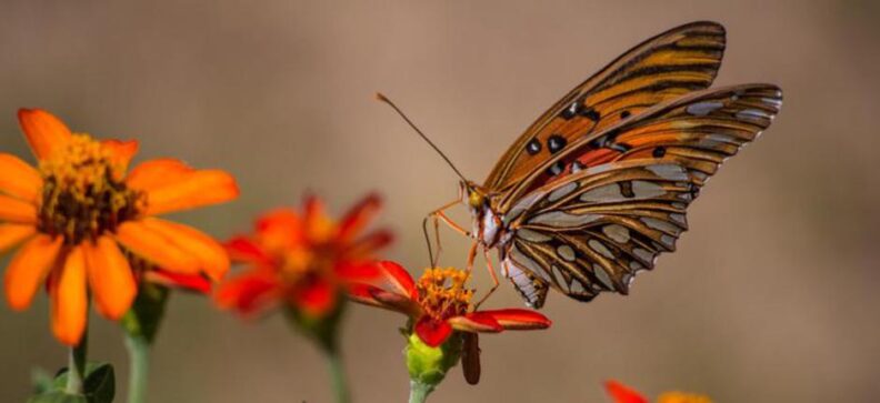 butterfly on a flower.