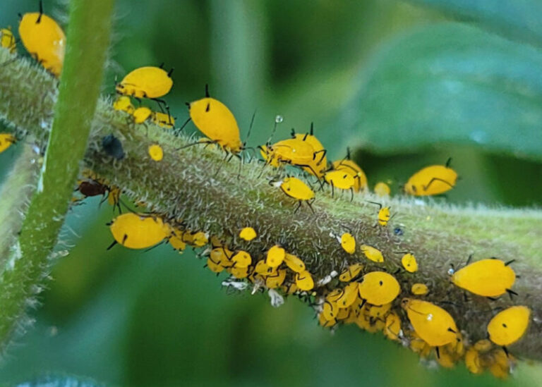 Aphids on a plant.