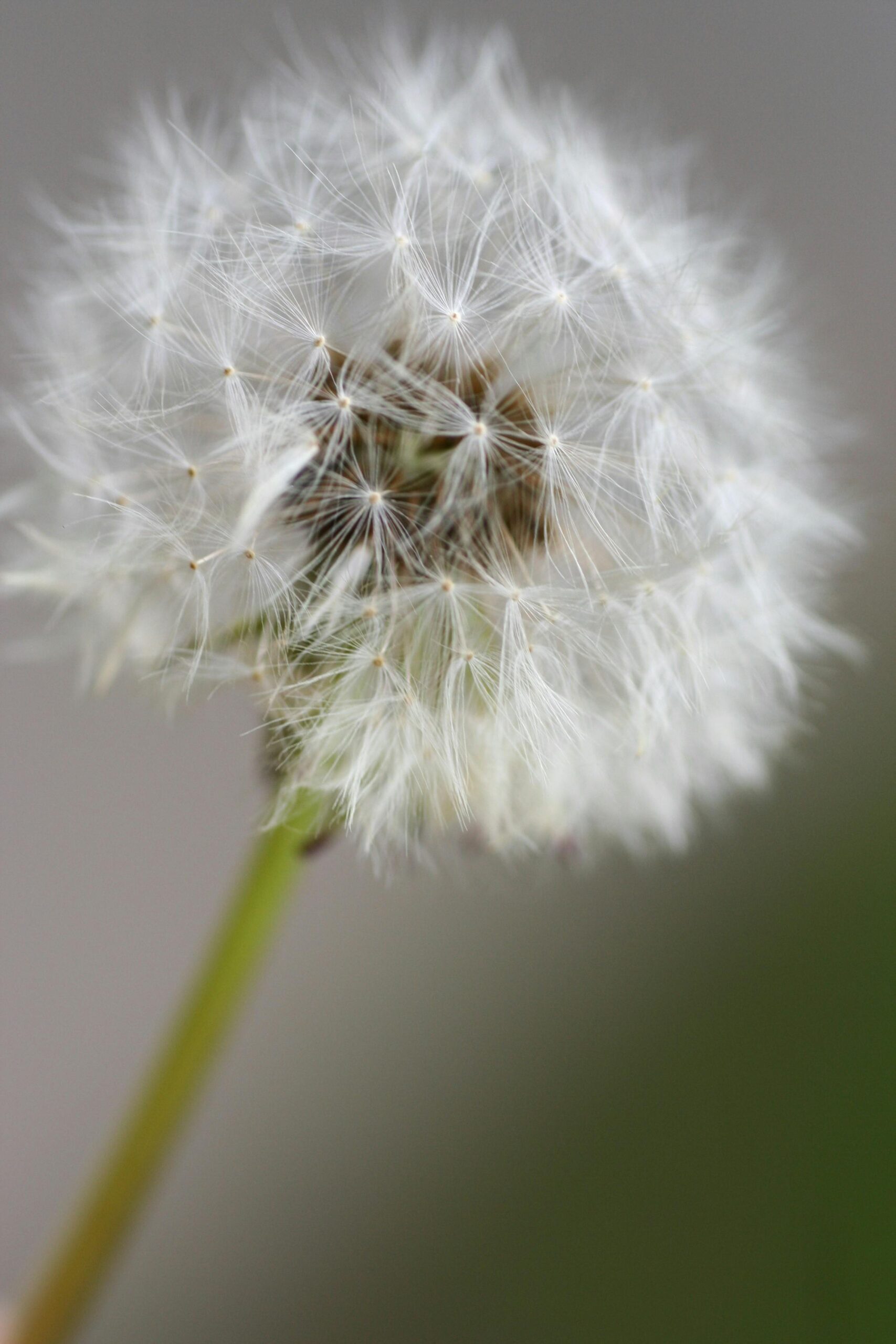 Dandelion going to seed.