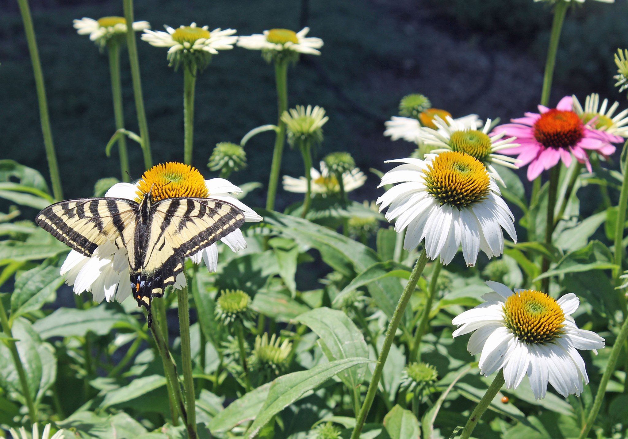 Dandelions with butterfly on one of them. 