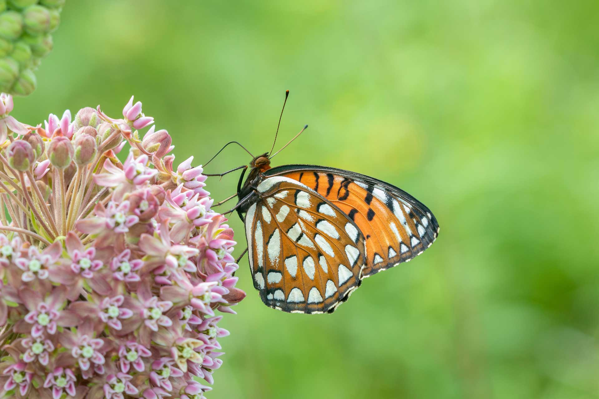 Butterfly on a milkweed.