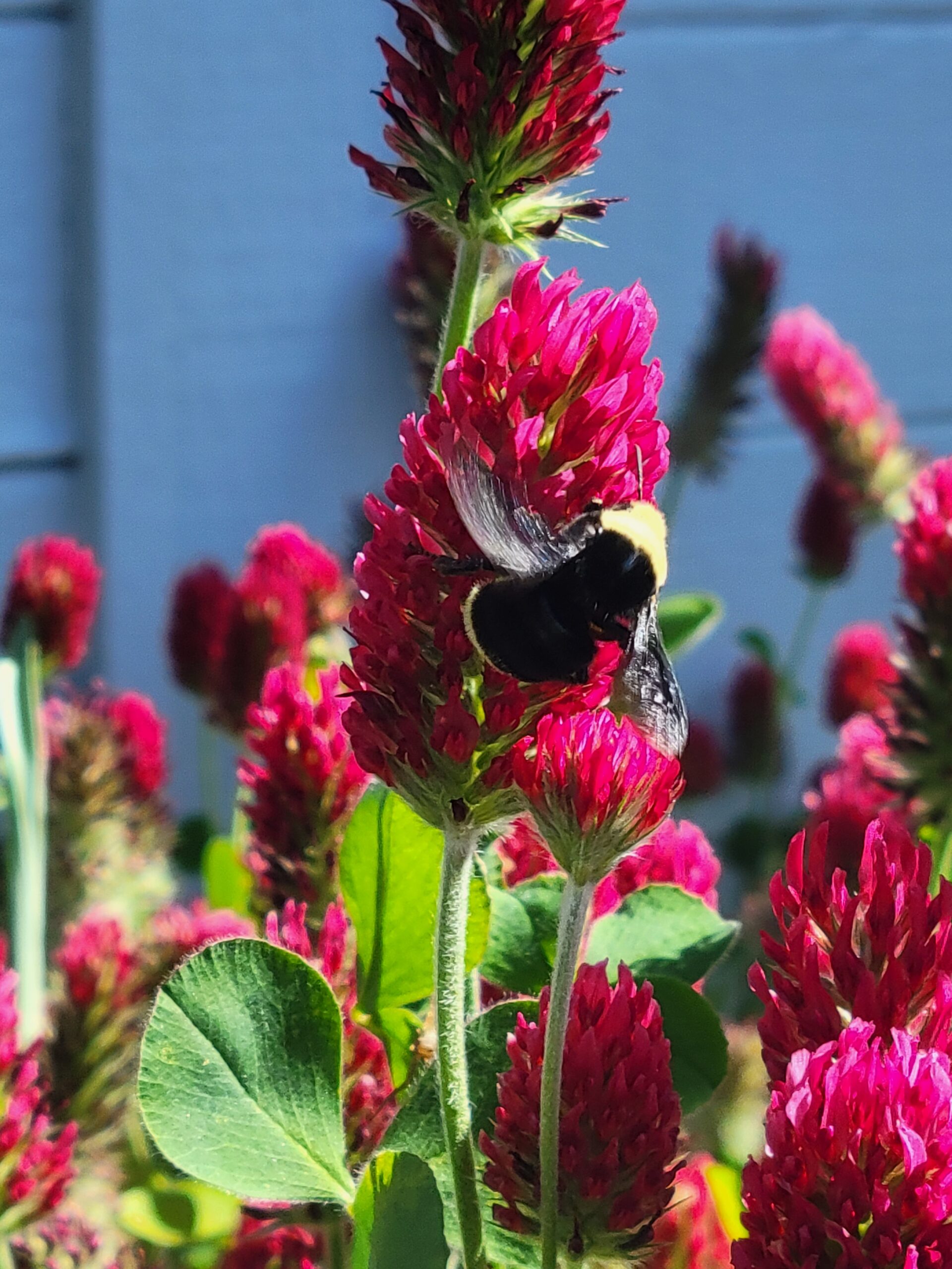 Bumblebee on red clover flower.