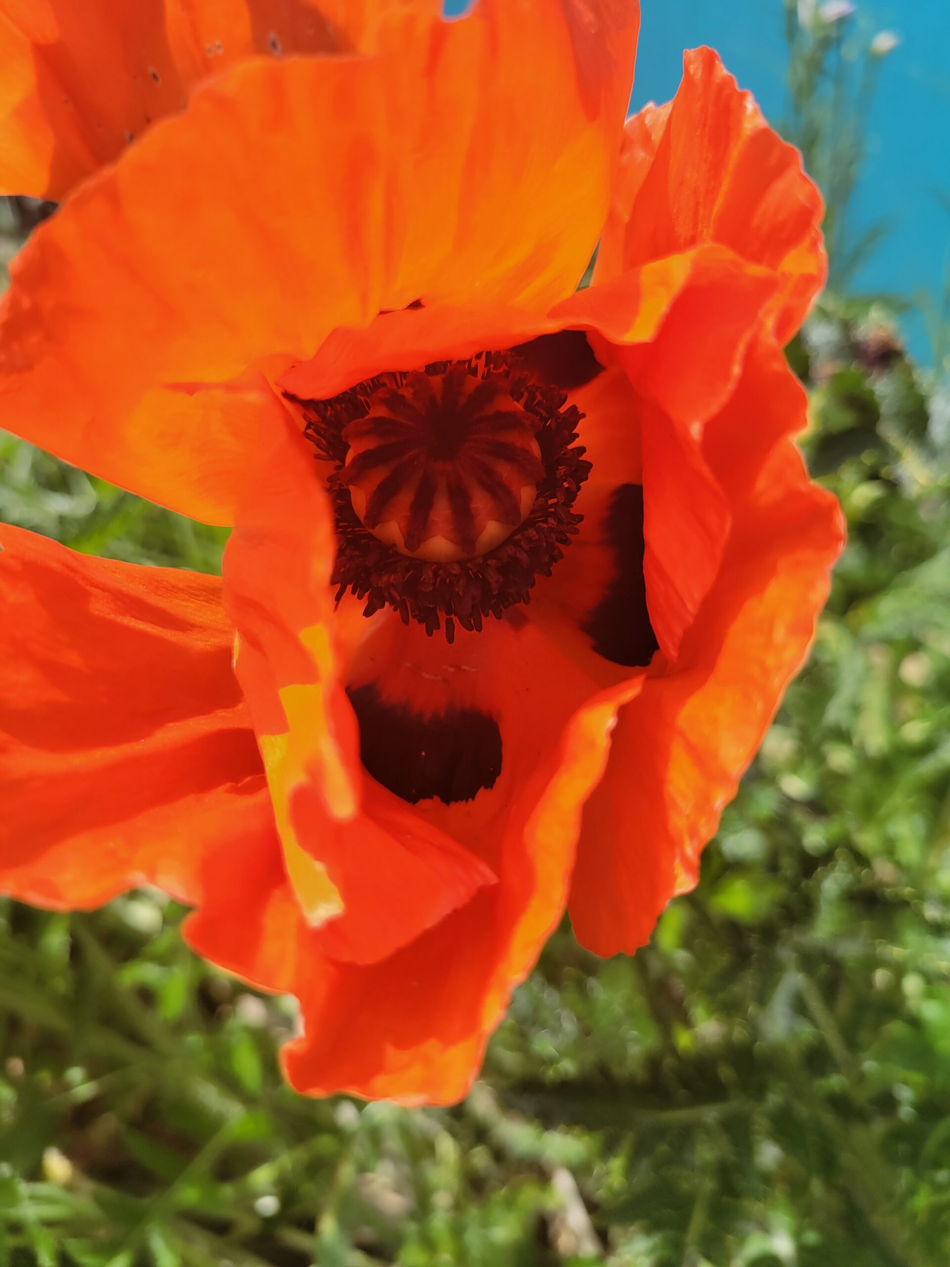 Close up photo of bright orange poppy blooming at Catalyst Park.
