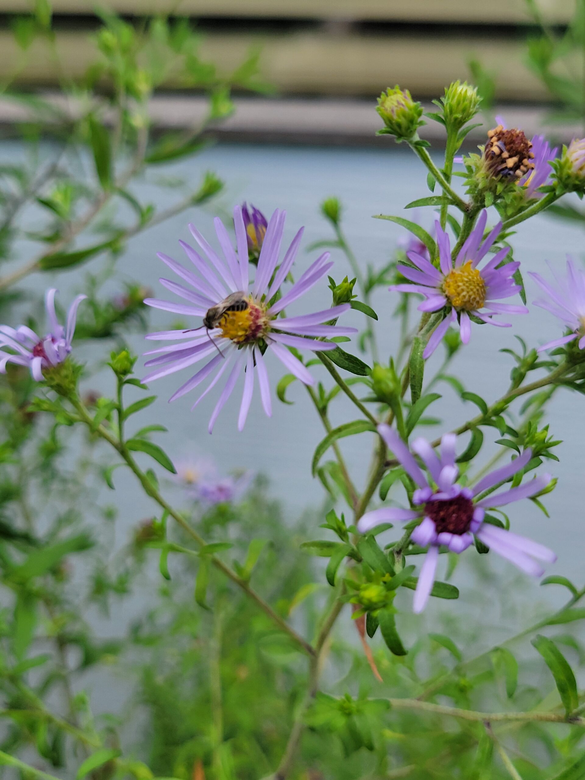 Native bee enjoying purple Douglas aster flower.