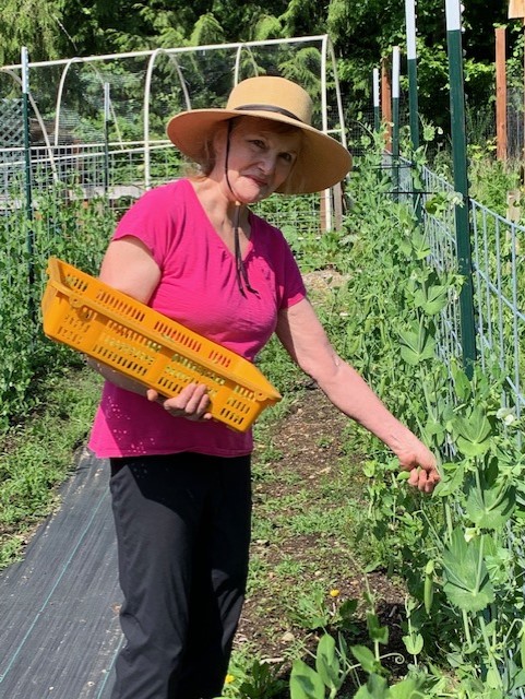 Master Gardener Erika Stewart smiling at the camera while picking peas into a yellow harvest tote.
