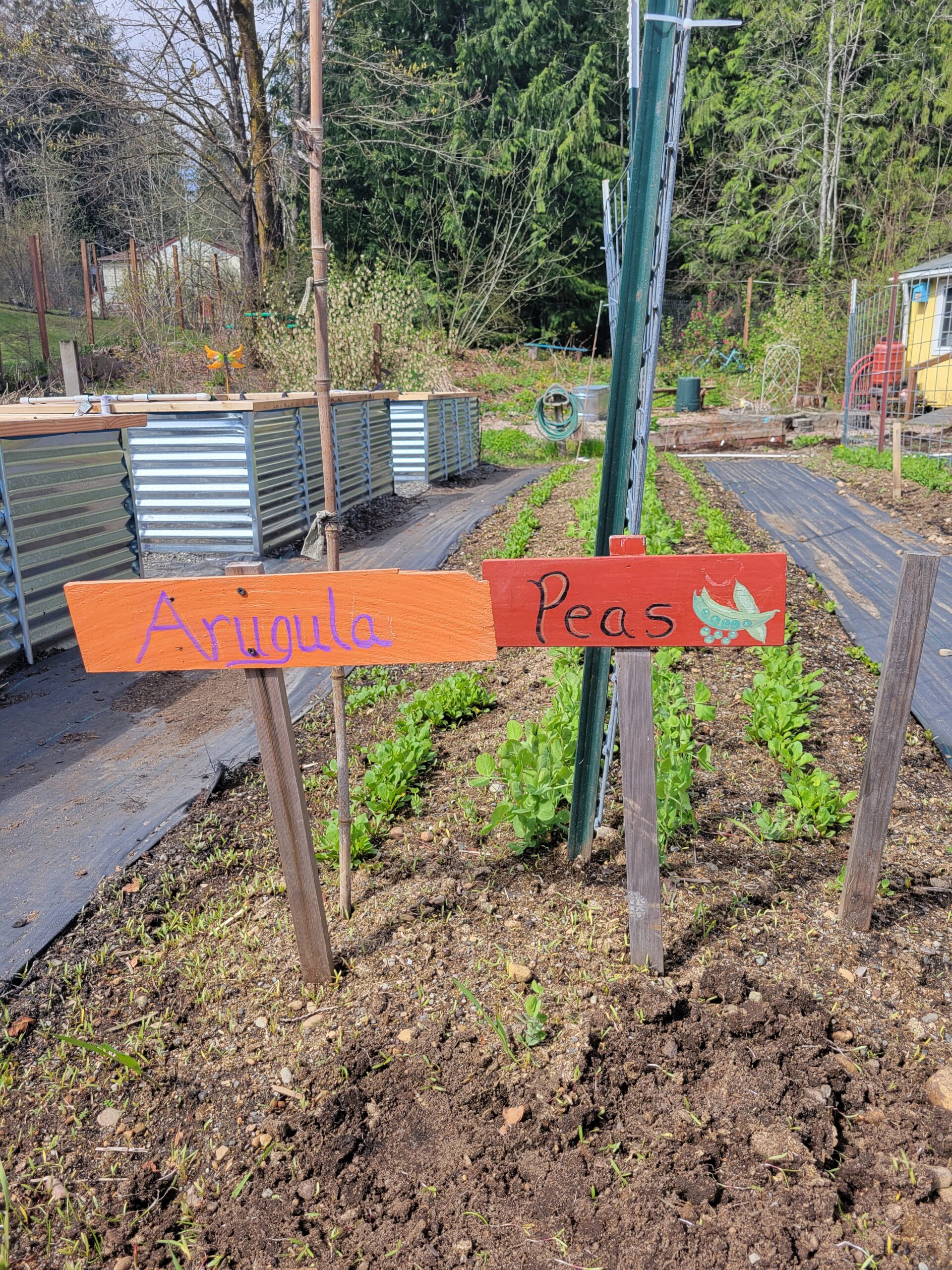 Handmade garden signs reading 'Arugula' and 'Peas' stand at the front of a row of planted crops.