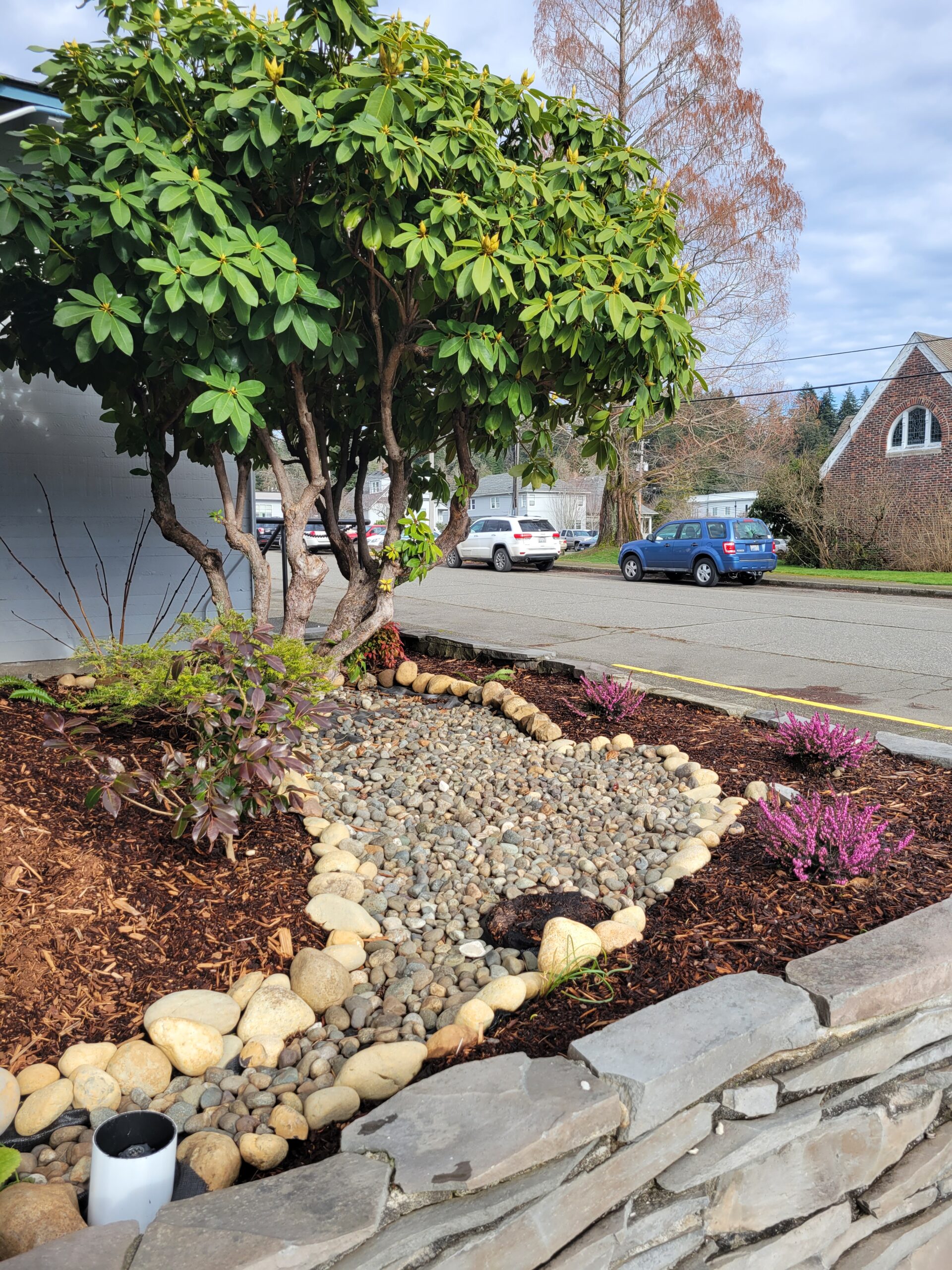 Newly planted drought tolerant landscaping bed with rhododendron and purple blooming heather.