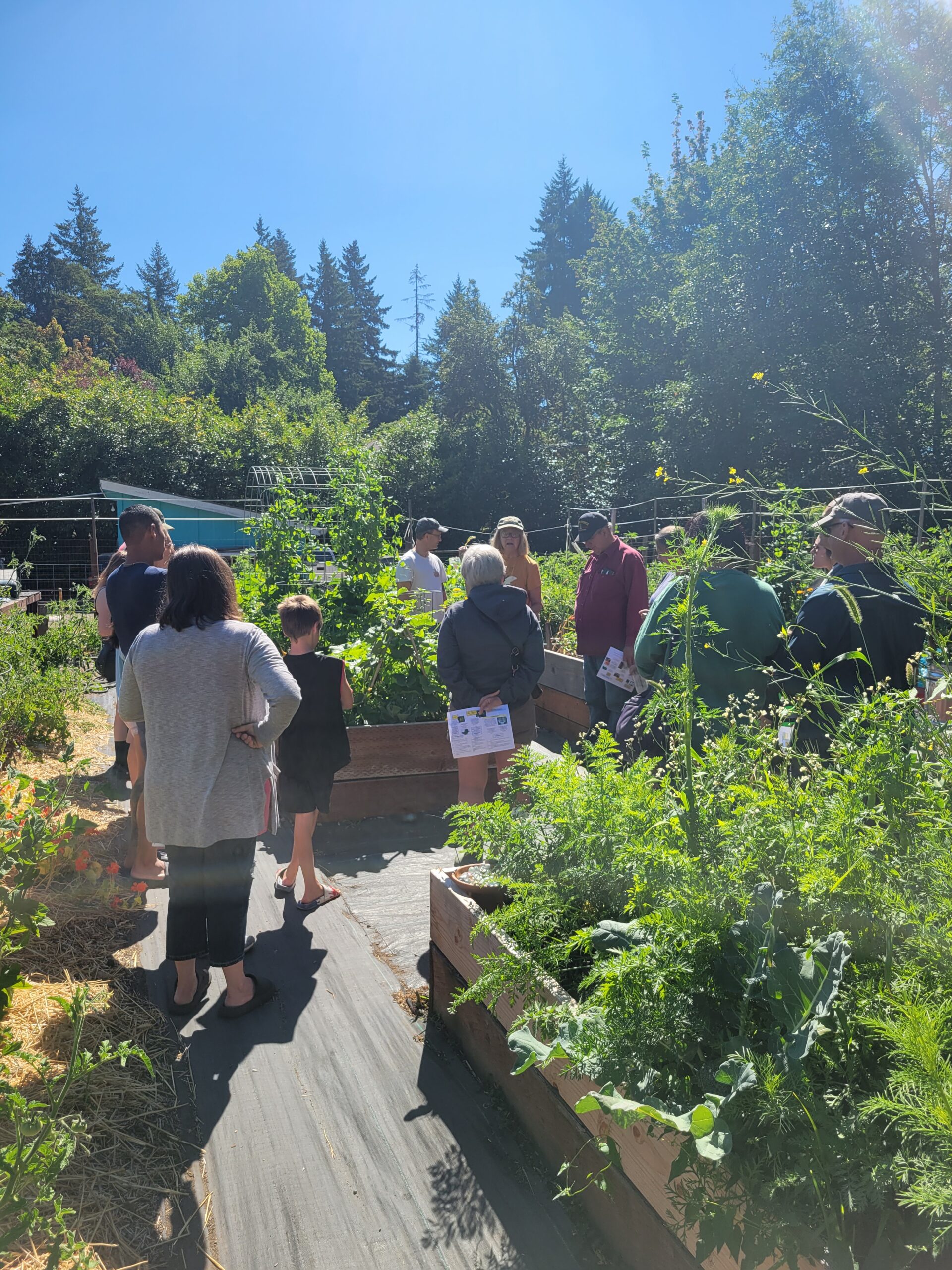 Community gardeners and 4-H members tour the community garden overflowing with plants on a sunny day,
